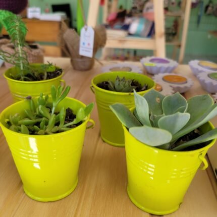 BALDE CHICO CON SUCULENTAS