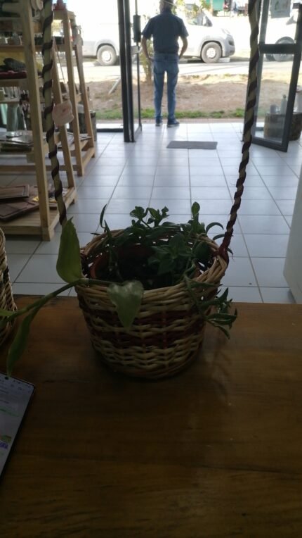 Canasto con planta